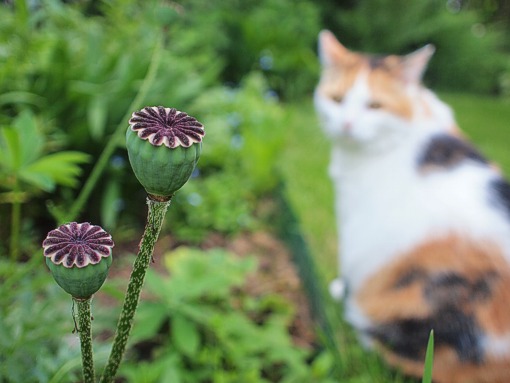 Mohn